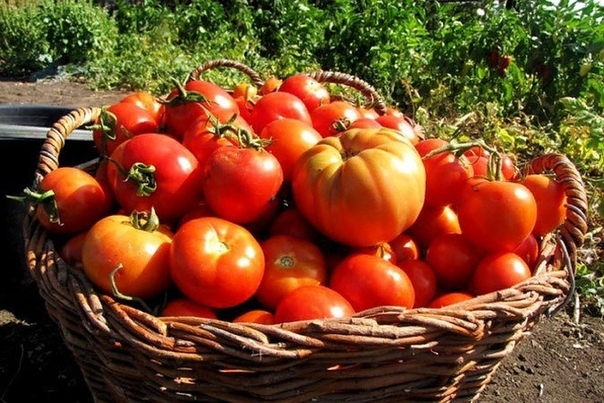 Как ускорить созревание томатов?