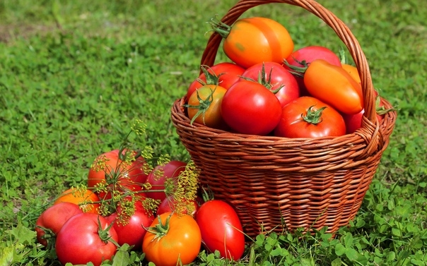 Хотите отличный урожай томатов?
