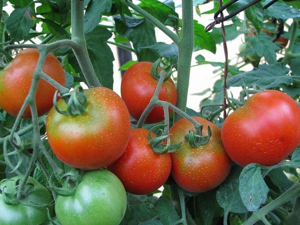 Главные секреты отличного урожая томатов