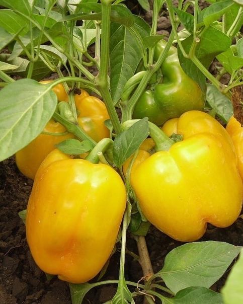 Выращиваем болгарский перец. Полезные советы.