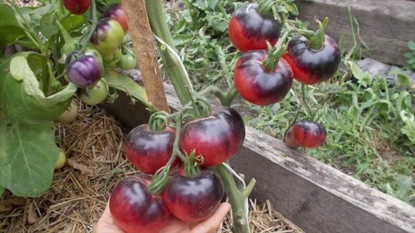Два ведра с каждого куста или как добиться высоких урожаев томатов.