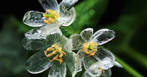 Знакомьтесь, Diphelleia Grayi, также называемый скелетный цветок или двулистик. Интересной особенностью двулистника является то, что его цветки после дождя становятся полупрозрачными. Поэтому за рубежом его часто называют Каркасный (Скелетный) цветок (Ske