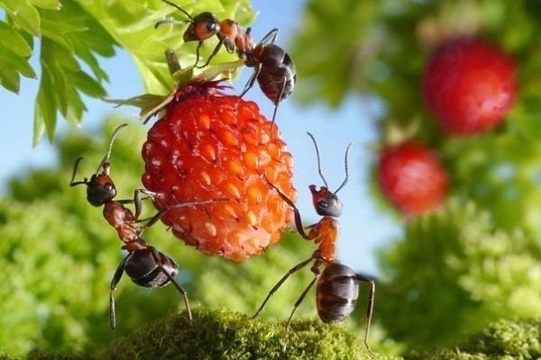 Малина цветет и не плодоносит – виноваты муравьи