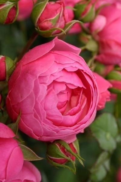 Rose Pomponella / Роза Помпонелла