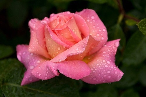 Розовые розы так очаровательны и милы, их пастельные оттенки смягчат любой сад. Розовые розы символизируют благодарность, счастье, восхищение и радость. Этот цвет розы, пожалуй, самый нежный и невинный из всех оттенков, и с таким количеством сортов и форм