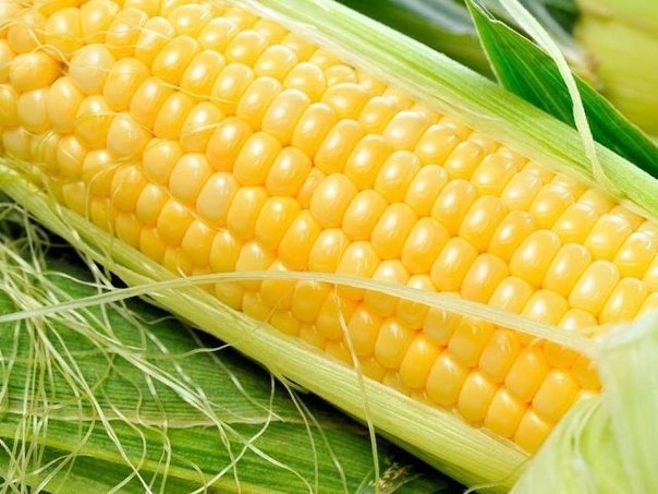 6 самых вкусных сортов кукурузы.