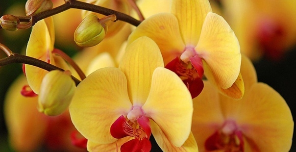 Как приручить строптивую орхидею!