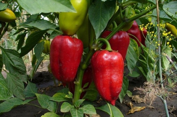 • Высаживая перцы в грунт, не углубляйте их ни в коем случае: это не томаты.