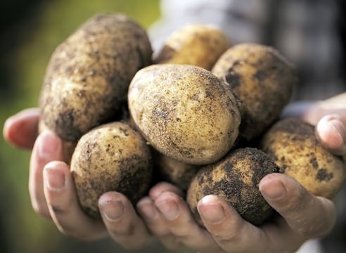Посадка картофеля по- Бурятски