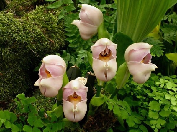 Орхидея «Младенцы в пелёнках» (Swaddled Babies) (Anguloa uniflora)