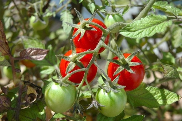 Подкормки томатов во время бутонизации, цветения и завязывания плодов