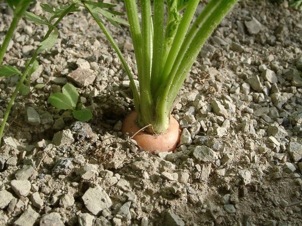 Опыт выращивания моркови на тяжелых глинистых почвах