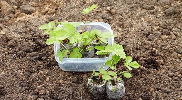 Выращивание земляники из семян в торфяных таблетках