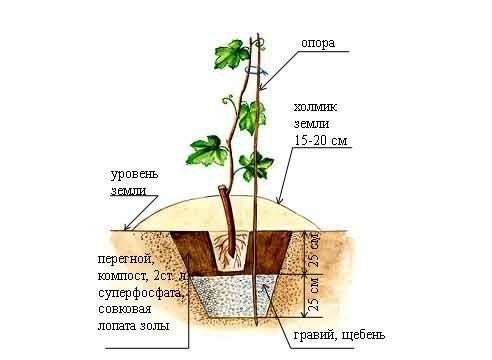 КАК ПЕРЕСАДИТЬ ВЗРОСЛЫЙ КУСТ ВИНОГРАДА.