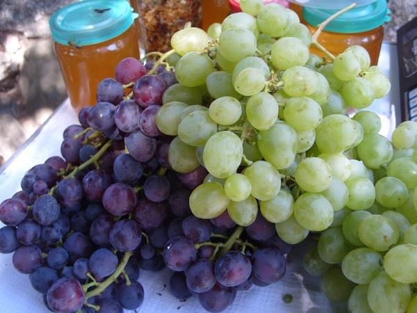 Виноград – одна из самых полезных ягод для человека