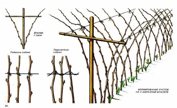 Шпалера для малины