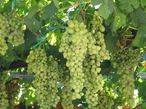 Какие болезни могут возникнуть у винограда?