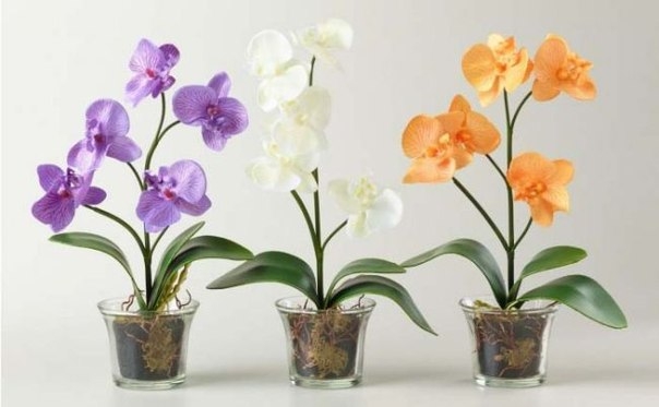 Фаленопсис или орхидея – очень популярное на сегодняшний день комнатное растение. Выращивать такой красивоцветущий многолетник нужно в горшочке, который будет отвечать следующим требованиям: