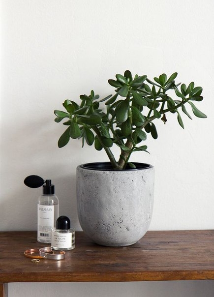 5 растений, которые лучше других очищают воздух в квартире: