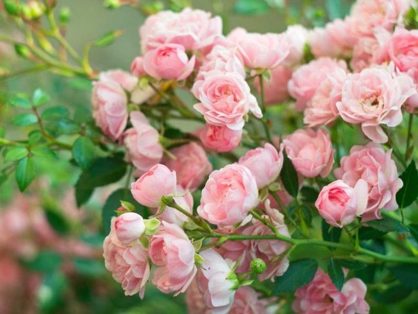 Большинство цветоводов сходятся во мнении, что лучше всего пересаживать розы на другое место весной. Как правило, весенняя пересадка розы требуется в следующих случаях: