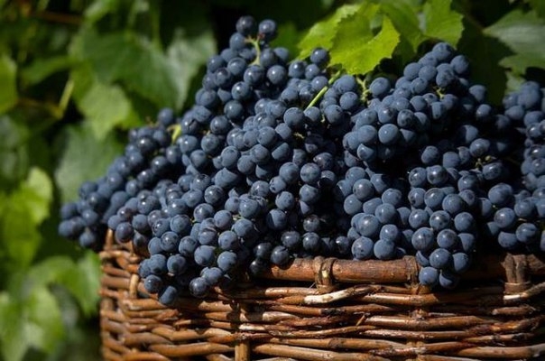 Подкормка винограда осенью: