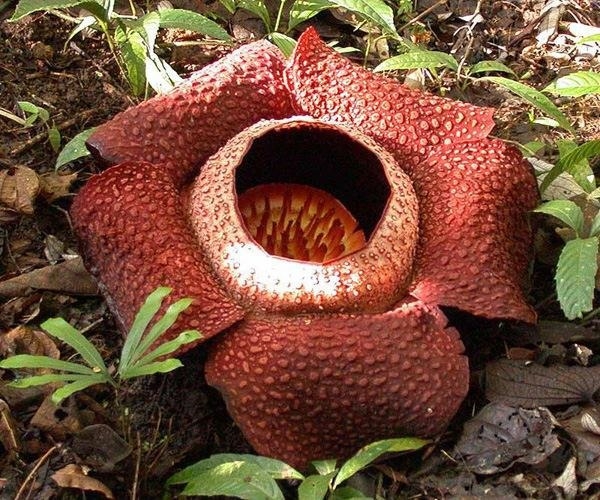 Раффлезия (Rafflesia).
