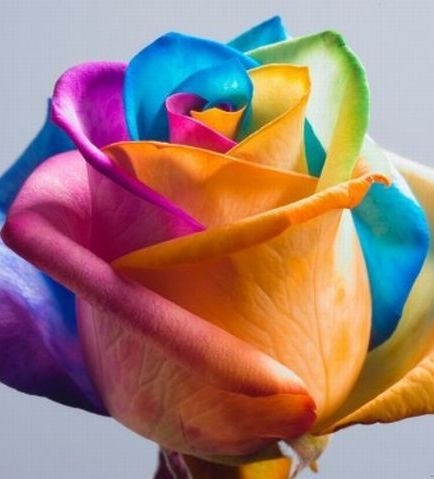 Rainbow roses или Happy Flowers действительно выглядят так, как они и называются — розы всех цветов радуги. Букет таких разноцветных роз больше похож на коробку фломастеров, нежели на букет цветов. Розы, переливающиеся всеми цветами радуги — это уникальна