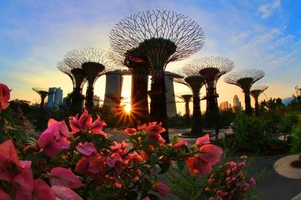 Невероятной красоты футуристические сады в Сингапуре