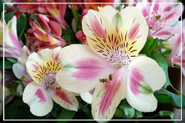 Альстромерия — перуанская лилия, лилия инков, красиво цветущее травянистое растение из Южной Америки. Цветы вытянутой формы, похожи на лилии, но мельче и нежнее.