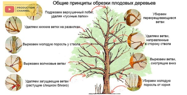 Принципы обрезки плодородных деревьев