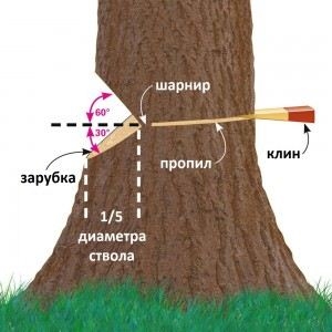 Как правильно спилить дерево и завалить его в нужном направлении