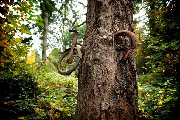 Наверное вы все сталкивались с этой фотографией. Велосипед висит на двухметровой высоте наполовину вросшим в дерево. У этого велосипеда есть интересная история.