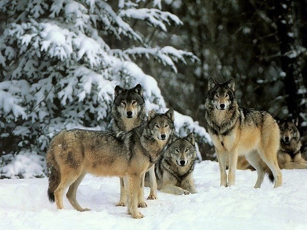 В 1995 году четырнадцать волков были выпущены на волю в Йеллоустонском национальном парке. Ученые и не подозревали, что это кардинально изменит всю экосистему парка. Волков не было в парке 70 лет и все это время там царствовали олени, которые за годы беск