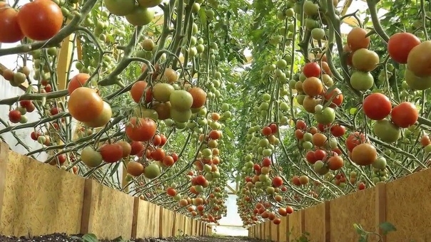 Как достичь высоких урожаев томатов при выращивании в теплице?
