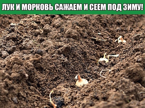 ЛУК И МОРКОВЬ САЖАЕМ И СЕЕМ ПОД ЗИМУ!