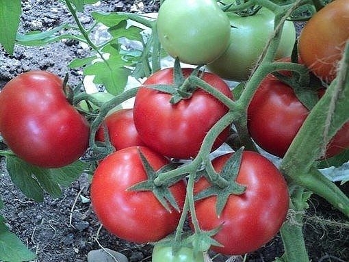 Народные рецепты удобрений для томатов (проверенные составы)
