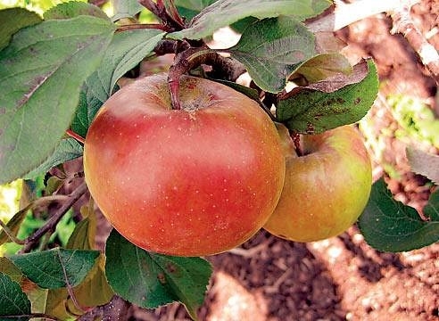 Чтобы яблони были урожайными