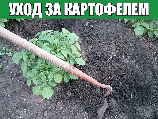 Уход за картофелем