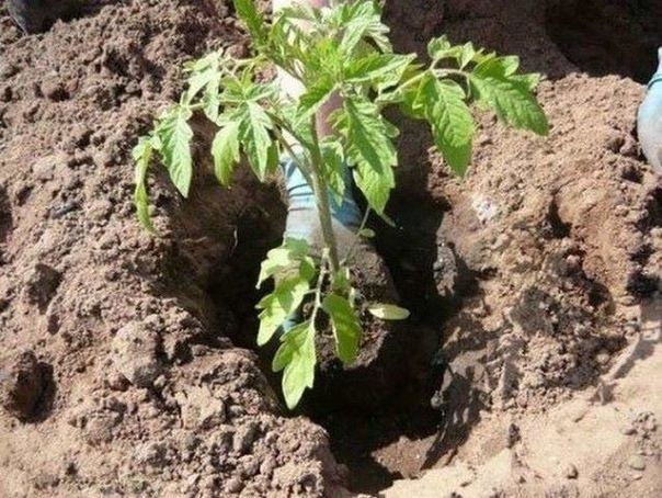 Посадка помидоров на сухарях, чтобы росли скорее.