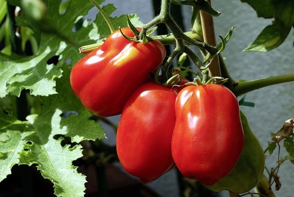 Хочу рассказать об одном интересном способе выращивания томатов, которым пользуюсь, третий год и результаты радуют. Вычитал тут в одной садоводческой книге и решил попробовать сам. Не знаю насколько это правильно, но метод работает.