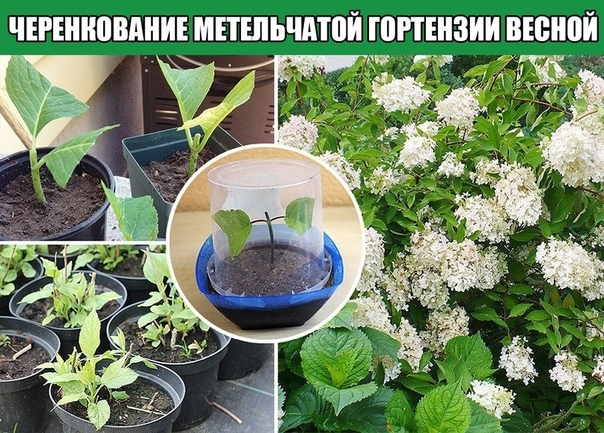 Черенкование метельчатой гортензии весной