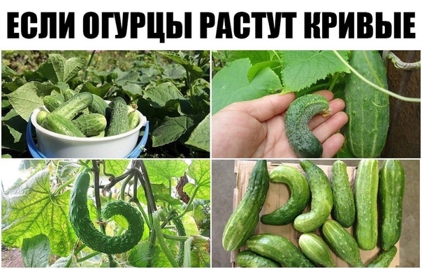 Если огурцы растут кривые