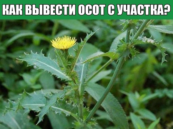 Как вывести осот с участка?