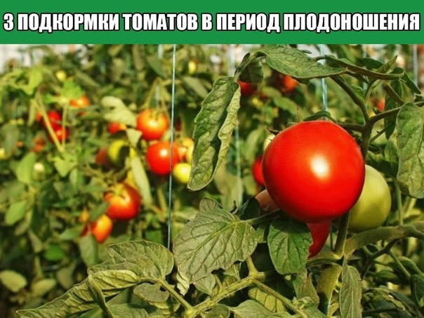 3 подкормки томатов в период плодоношения