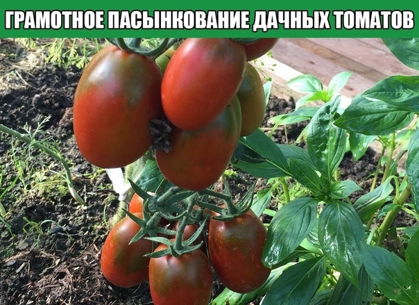 Грамотное пасынкование дачных томатов
