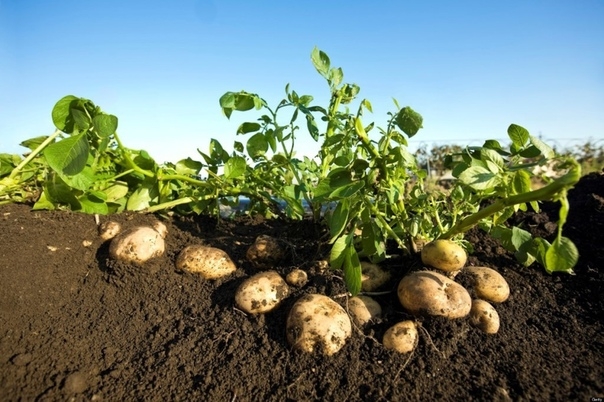 Как сохранить картошку на семена