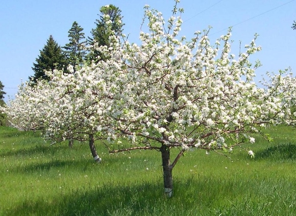 Уход за яблонями весной.