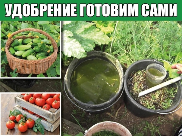 Удобрение готовим сами: по материалам "Журнала российского садоводства" за 1838 год