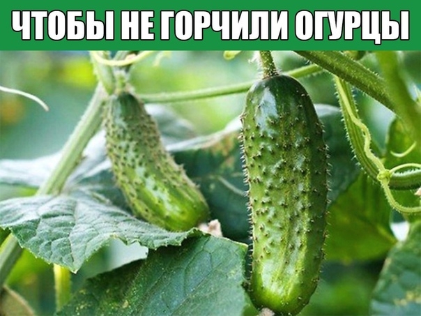 ЧТОБЫ НЕ ГОРЧИЛИ ОГУРЦЫ