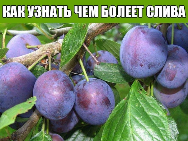 КАК УЗНАТЬ ЧЕМ БОЛЕЕТ СЛИВА